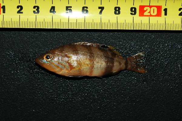 Serranus hepatus-Oreoi-6DEC06-249.jpg